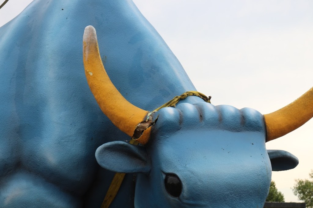 Babe's horn was also damaged. Photo by Adam Rademacher and courtesy of Paul Bunayn Land.