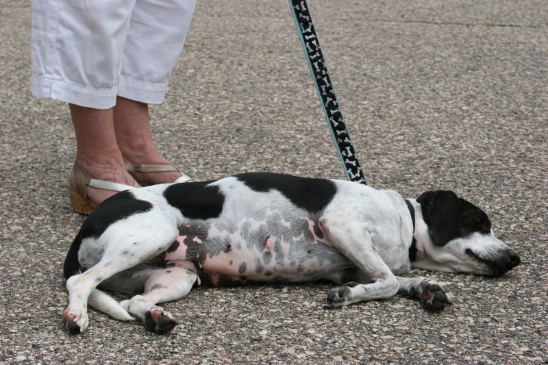 Not a mutt, but a rescue dog a woman brought to the car show.
