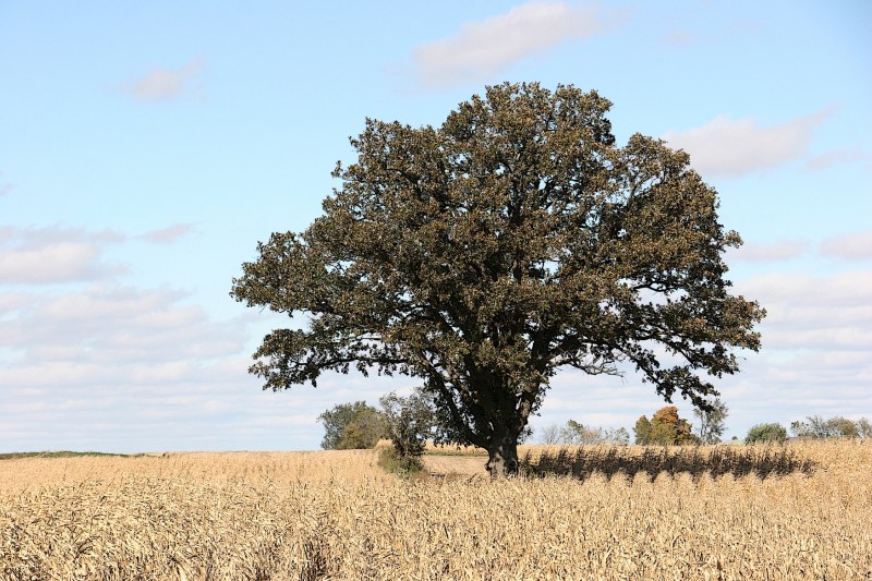 a-tree-in-a-corn-field