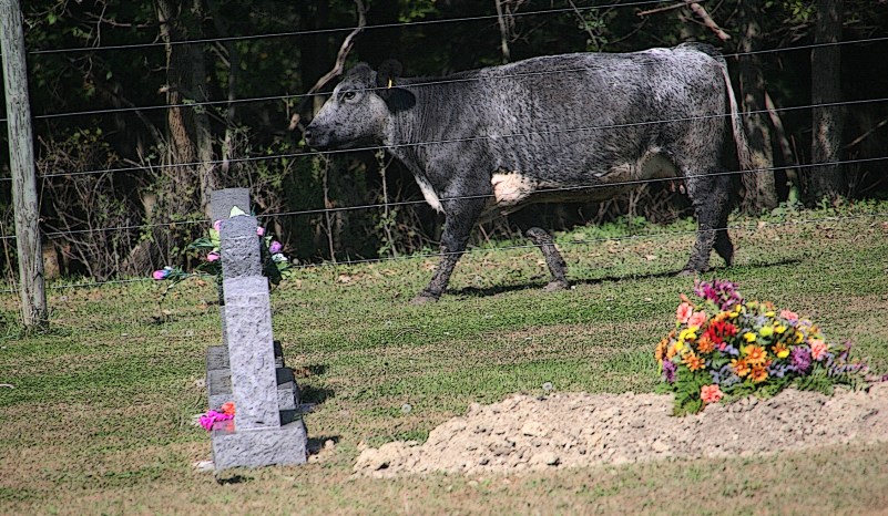 cattle-by-rock-dell-cemetery-123