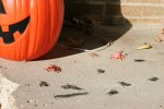 halloween-38-bugs-on-steps