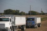 harvest-106-grain-trucks-rural-belview