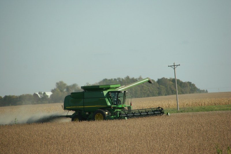 Combing beans near New Ulm.