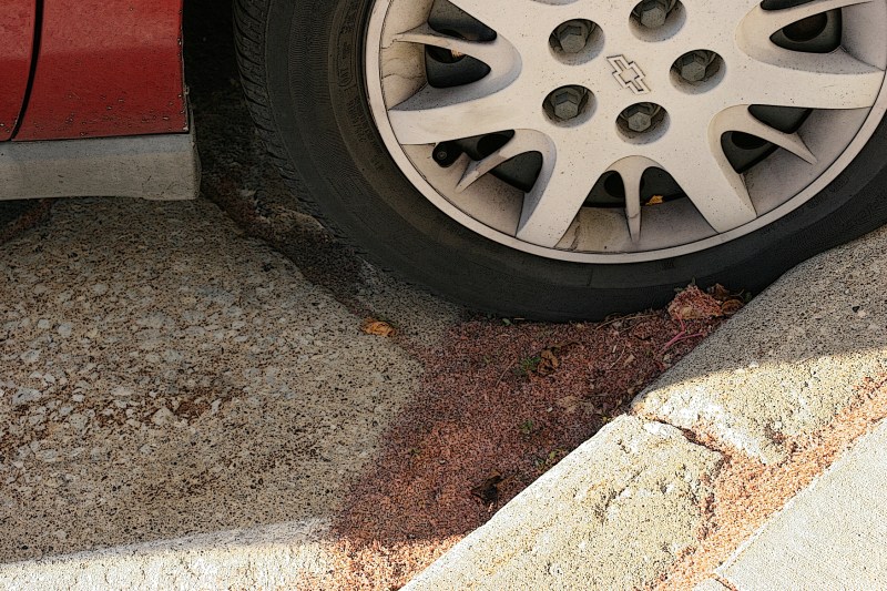 Bees wings accumulating along Main Street in Hayfield.