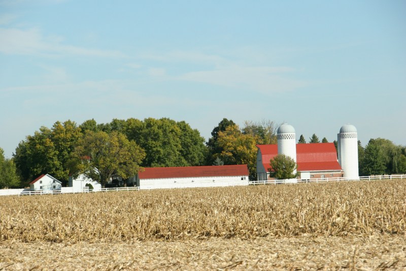 A partially-harvest cornfield between New Ulm and Morgan.
