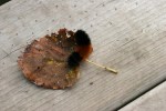 nature-center-29-caterpillar-on-cottonwood-leaf