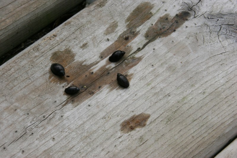 nature-center-30-black-snails