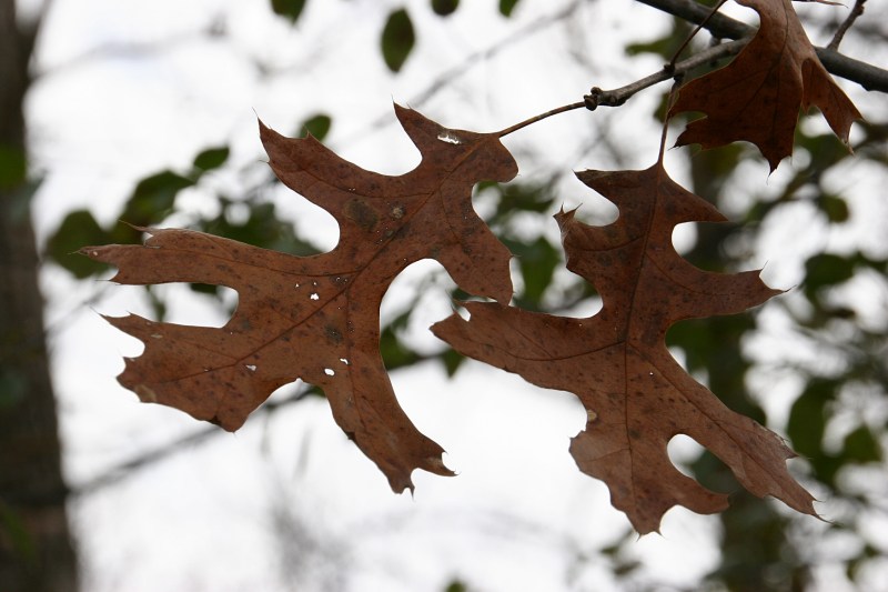 river-bend-42-oak-leaf-close-up