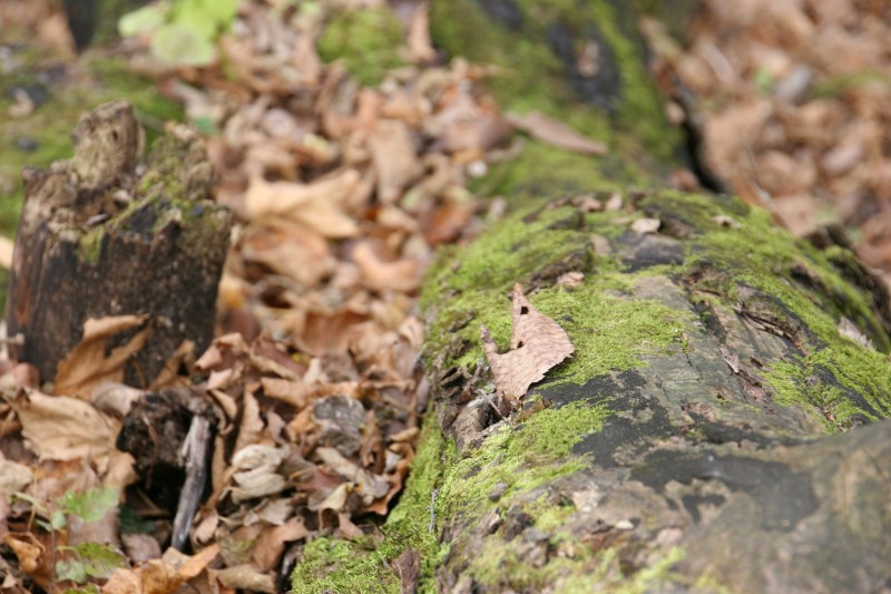 river-bend-46-moss-on-trunk
