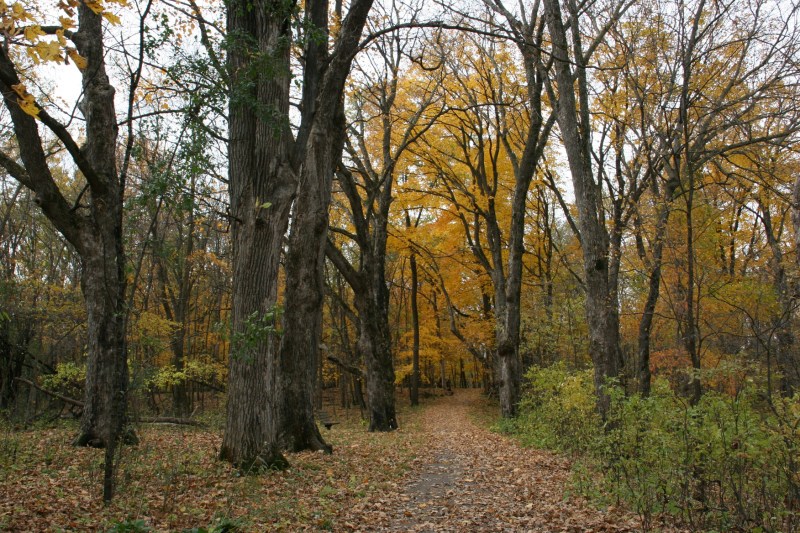 river-bend-47-trail-bordered-by-woods