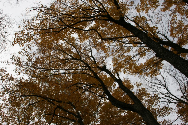 river-bend-48-trees-overhead