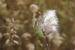 river-bend-62-milkweed-pods