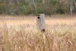 river-bend-63-birdhouse-in-prairie-grass