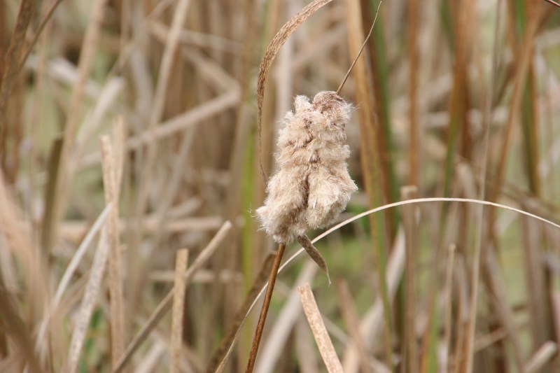 river-bend-65-cattail