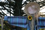 scarecrow-contest-255-scarecrow-in-flannel-shirt