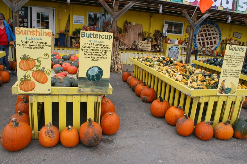art-381-squash-signs