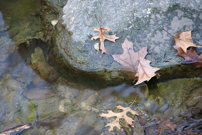 Every detail, even leaves in a creek in Kaplan Woods, delighted me.