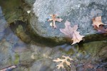 autumn-day-28-oak-leaves-in-creek