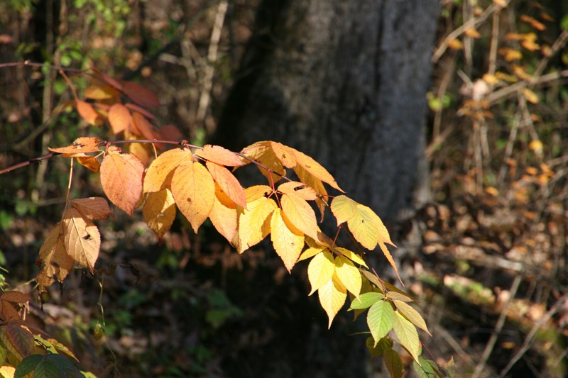 kaplans-woods-25-close-up-of-leaves