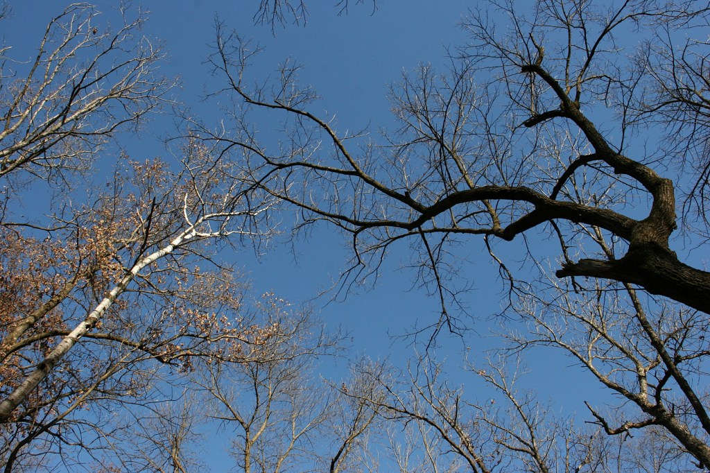 kaplans-woods-26-bare-trees