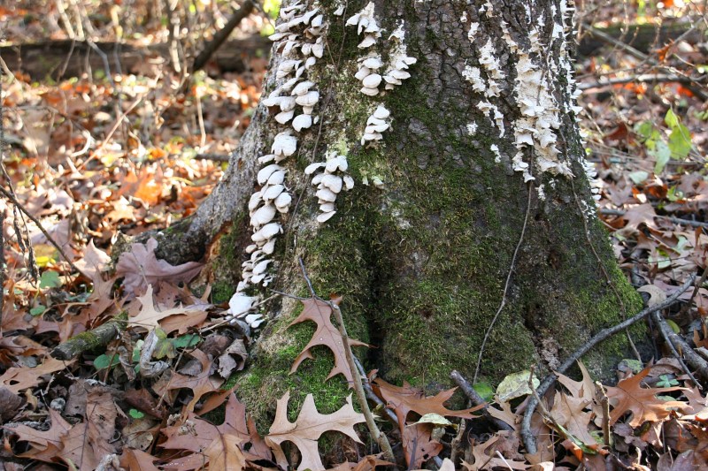 kaplans-woods-29-fungi-on-tree