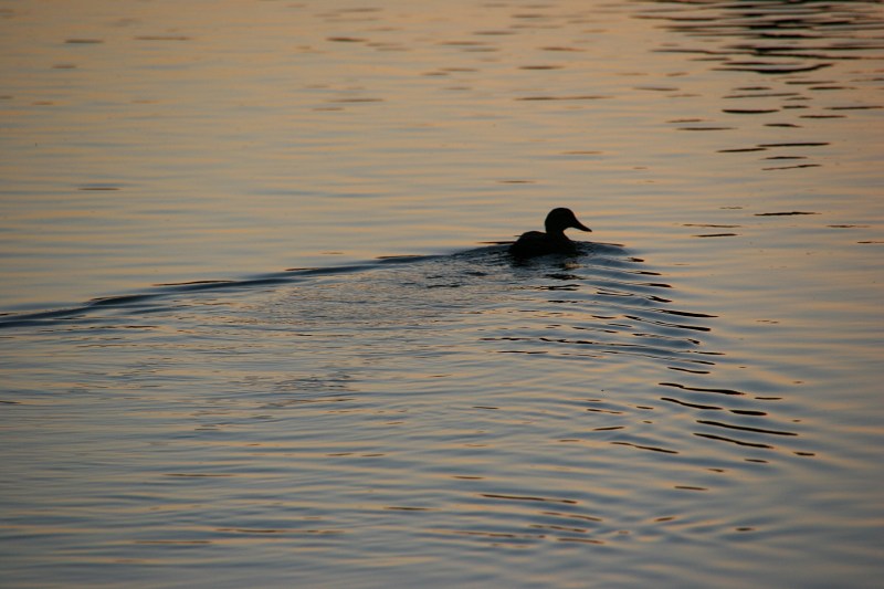 trail-41-duck-swimming-in-cannon-river