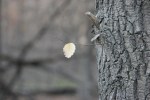 trail-9-single-leaf-on-tree