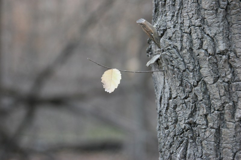 trail-9-single-leaf-on-tree