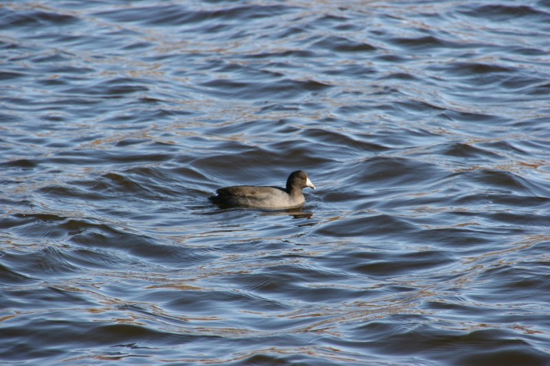 Wind-churned water bobbed this mud hen along the surface of Lake Kohlmier.