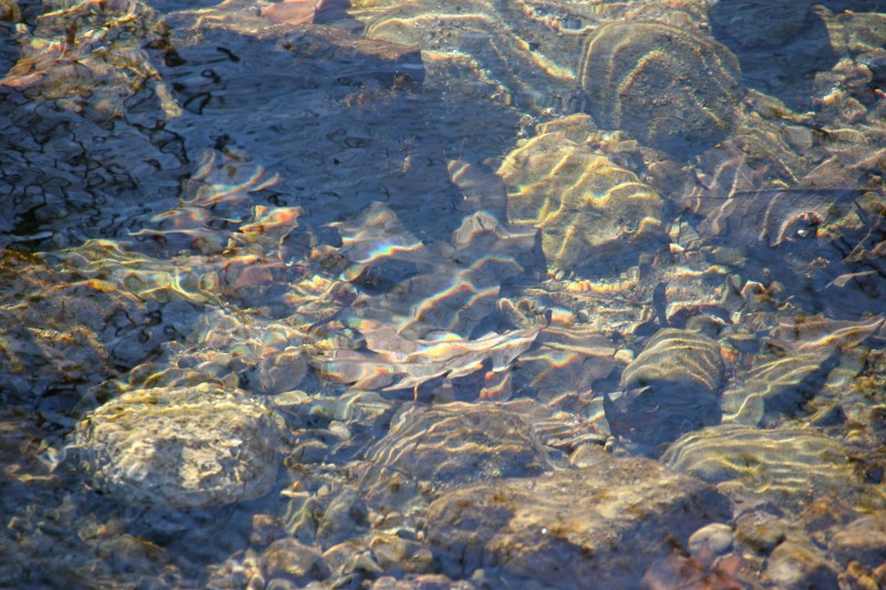 Still, clear creek water in Kaplan's Woods.