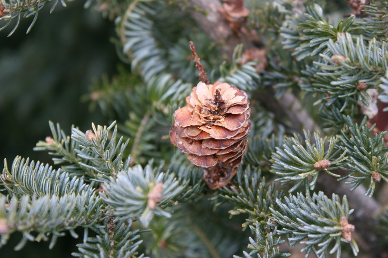 christmas-trees-1-pinecone