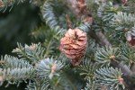 christmas-trees-1-pinecone