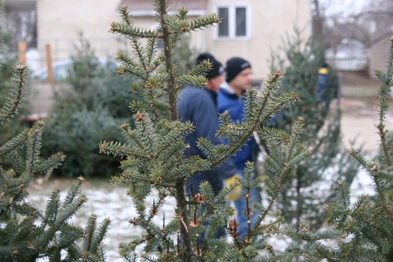 christmas-trees-11-talking-with-customer