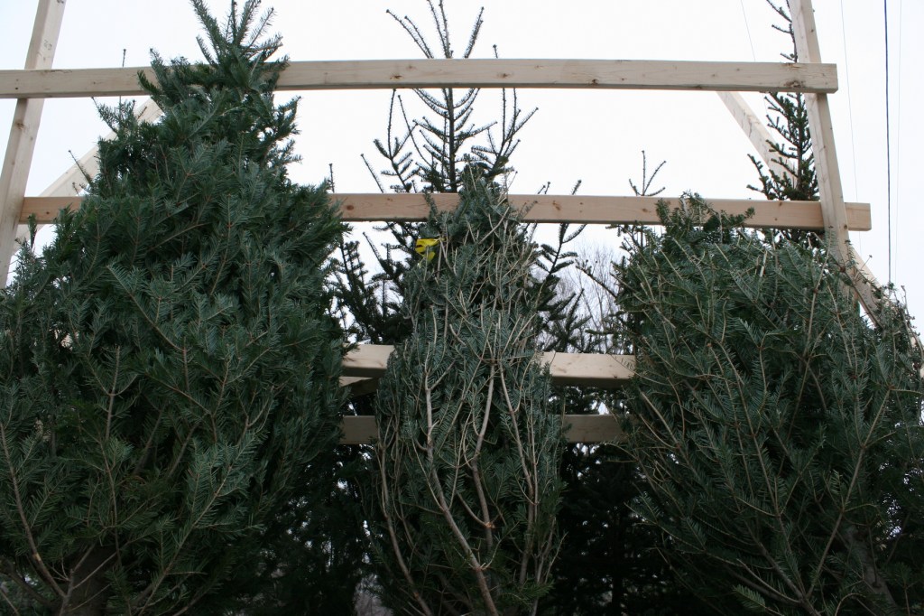 christmas-trees-8-three-trees-close-up
