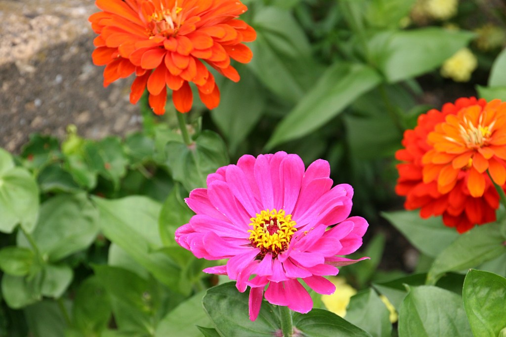 paine-gardens-120-zinnias