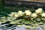 paine-gardens-125-water-lilies