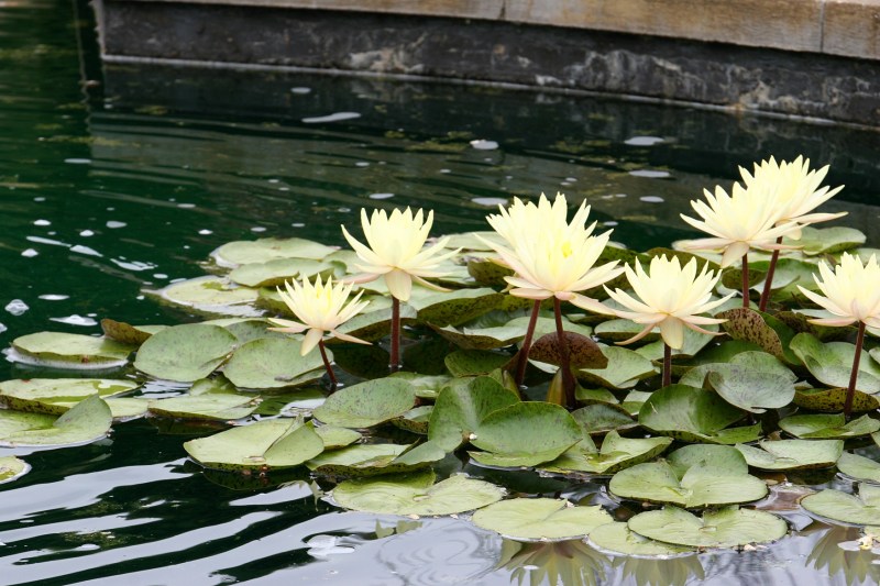 How lovely those lilies in the pond.