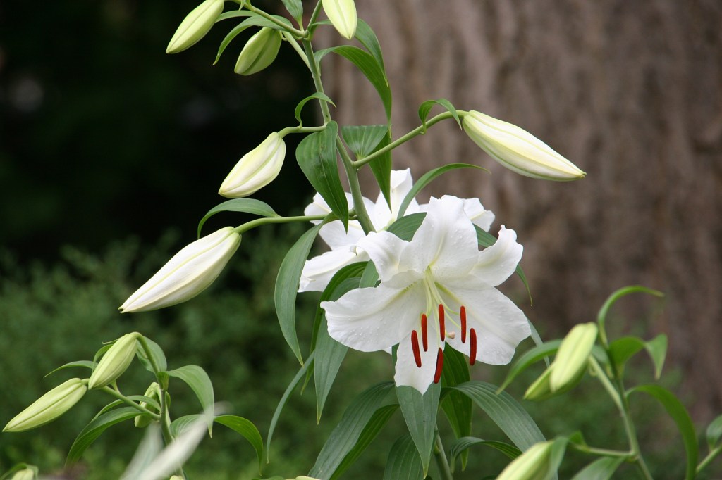 Lilies bloomed during my July 2016 visit.