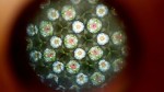 paine-gardens-garden-kaleidoscope-1-copy