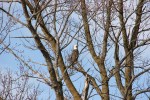 february-2017-in-mn-22-eagle-watching