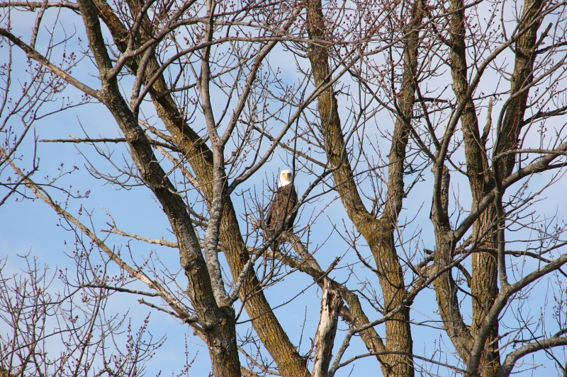 Just south of Union Lake Trail along Rice County Road 46, a bald eagle watched me...