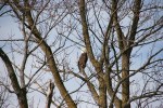 february-2017-in-mn-27-eagle-watching