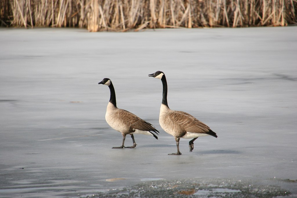 At Faribault Energy Park Sunday afternoon, geese dealt with frozen and partially open pond water.