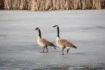 february-2017-in-mn-36-geese