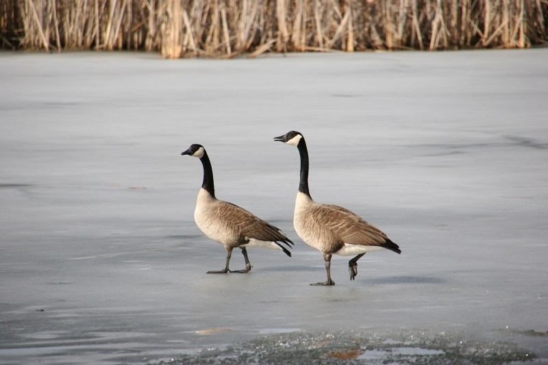 At Faribault Energy Park Sunday afternoon, geese dealt with frozen and partially open pond water.