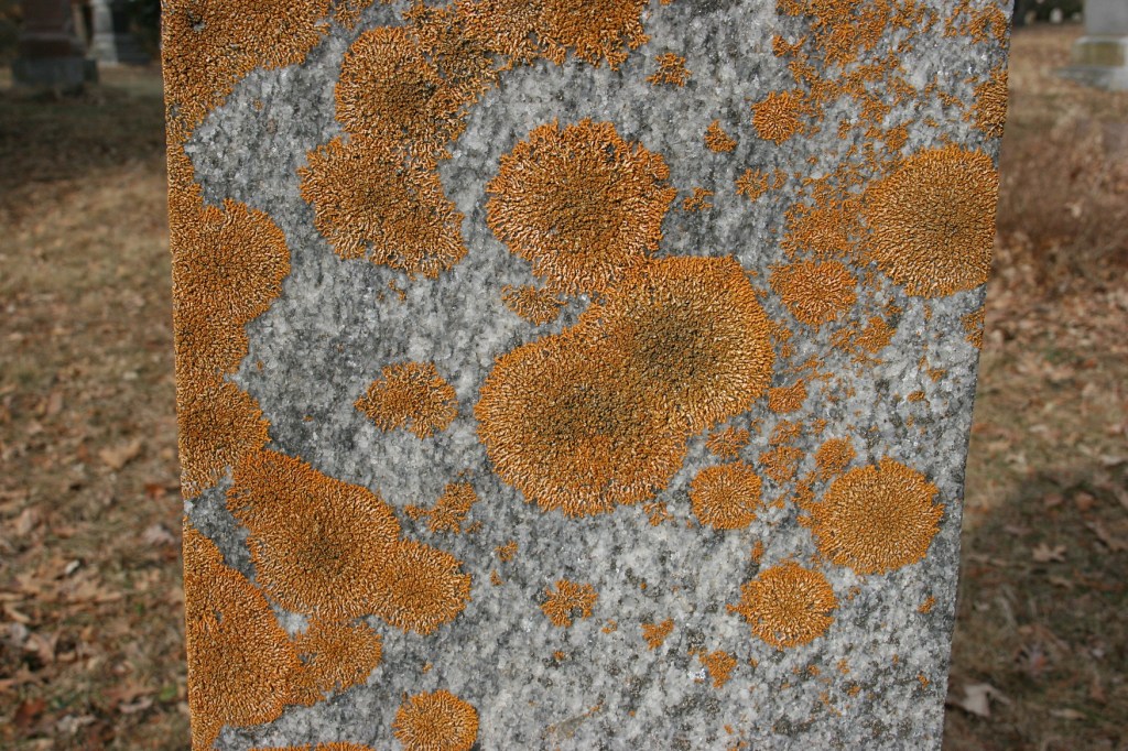 Aged tombstones are often spotted with growth like this on a stone at Oak Ridge Cemetery, Faribault.