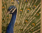 Audrey Petersen’s Peacock Feathers&nbsp;art