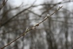 Nature Center, #22&nbsp;pussywillow