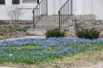 Siberian Squill, #76