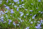 Siberian Squill, #80